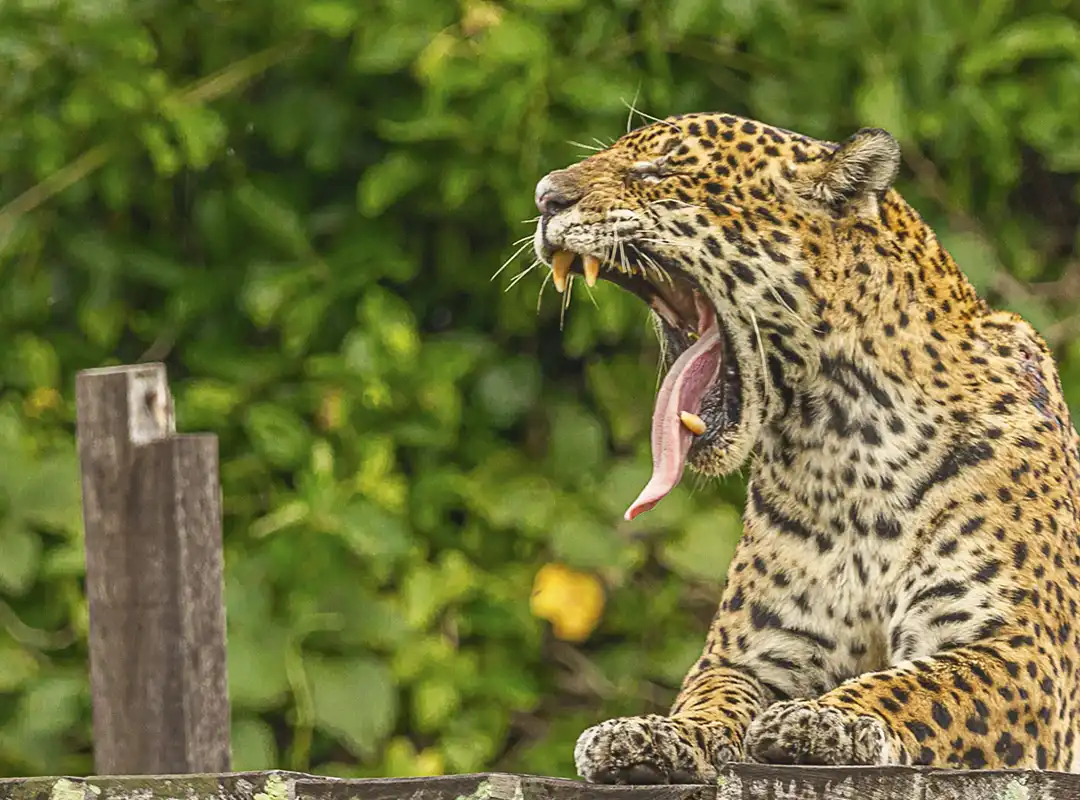 Bonito ou Pantanal: Qual Destino Escolher para as Próximas Férias? (Spoiler: Faça os Dois!)